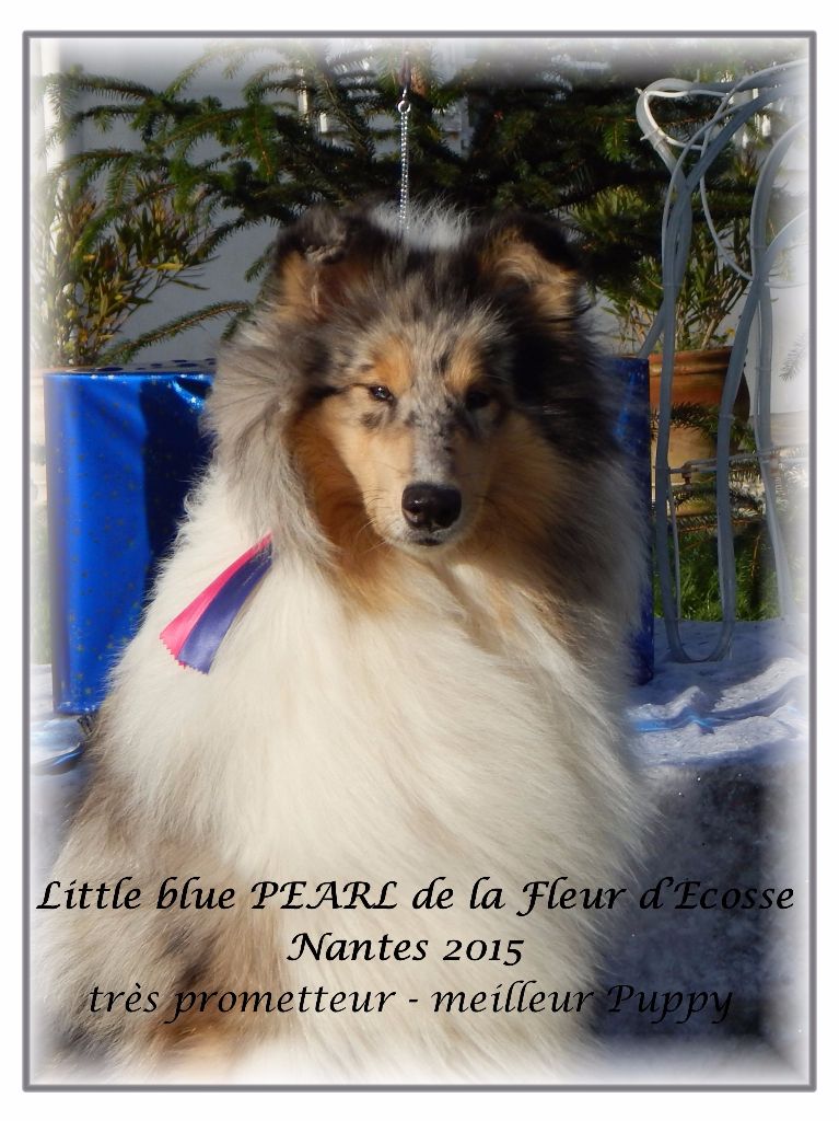 Little blue pearl de la Fleur d'Ecosse