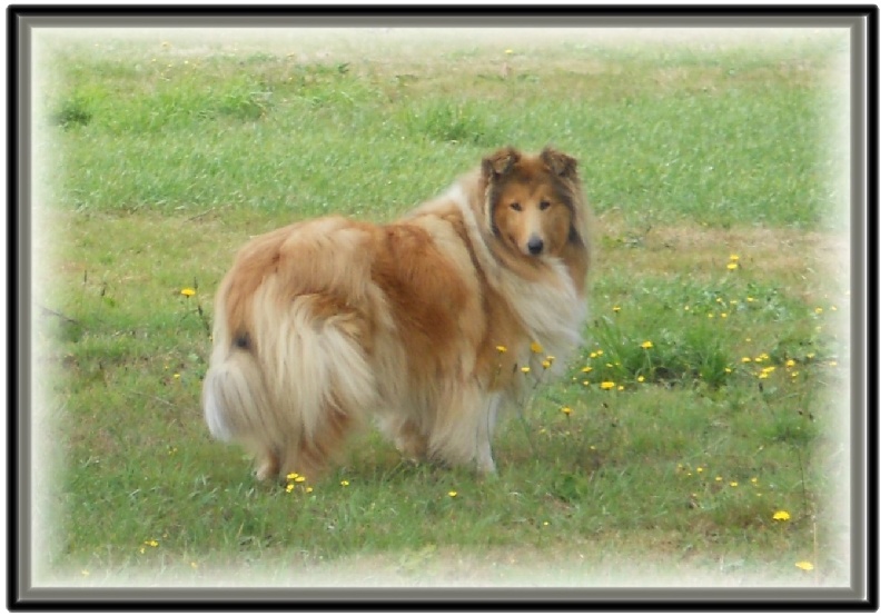 Fursy fiona Of Connemara's Highlands