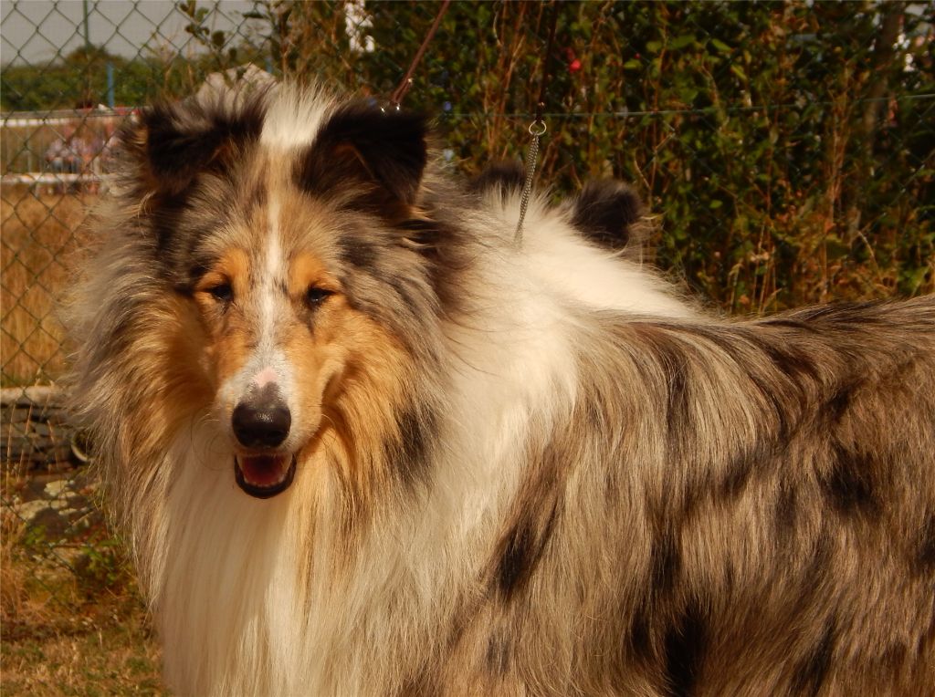 Nouelig Kër Collies Breizh