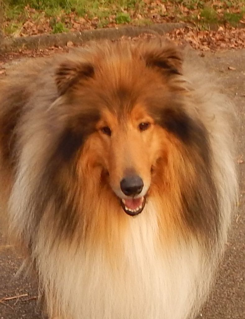 Plouz Kër Collies Breizh