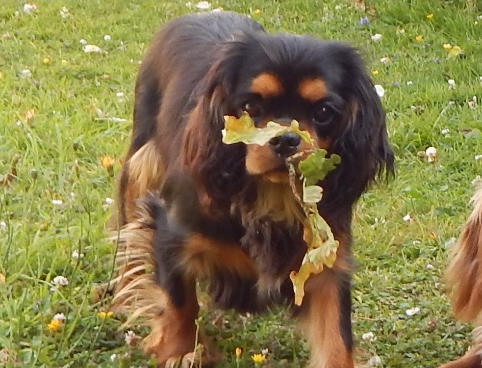 Vik comtesse Des Eternels Charmeurs