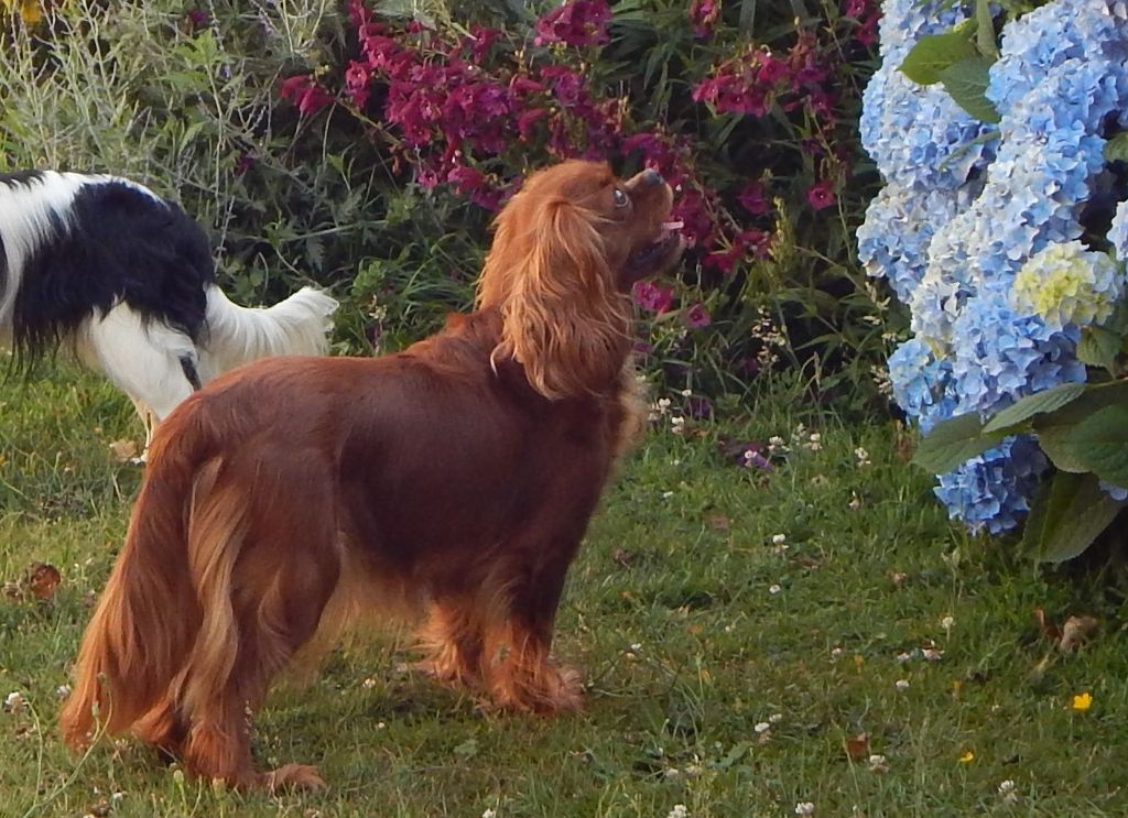 Schweppes (Sans Affixe)