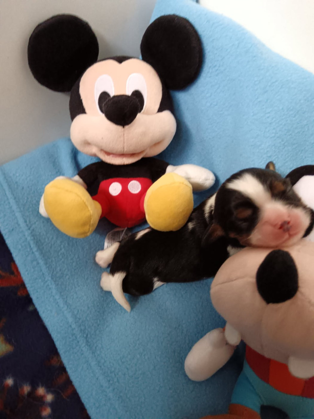 Kër Collies Breizh - Chiots disponibles - Cavalier King Charles Spaniel