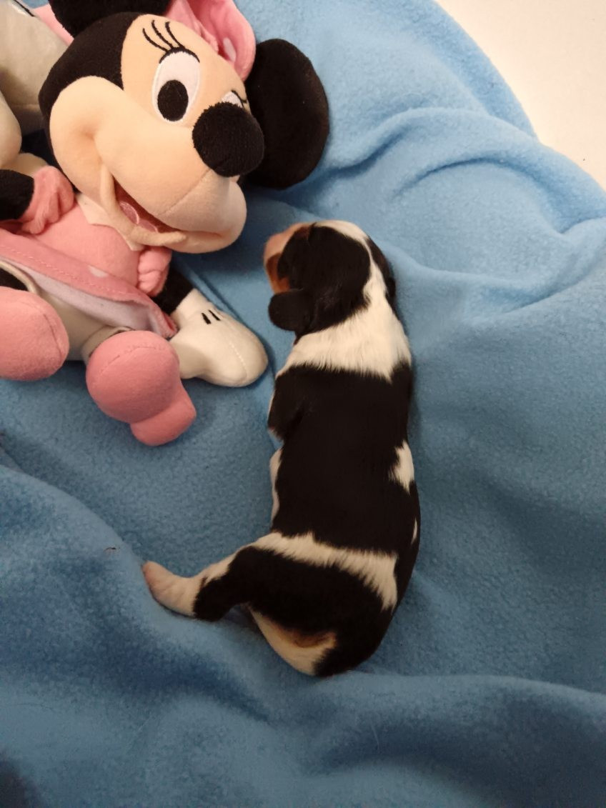 Kër Collies Breizh - Chiots disponibles - Cavalier King Charles Spaniel