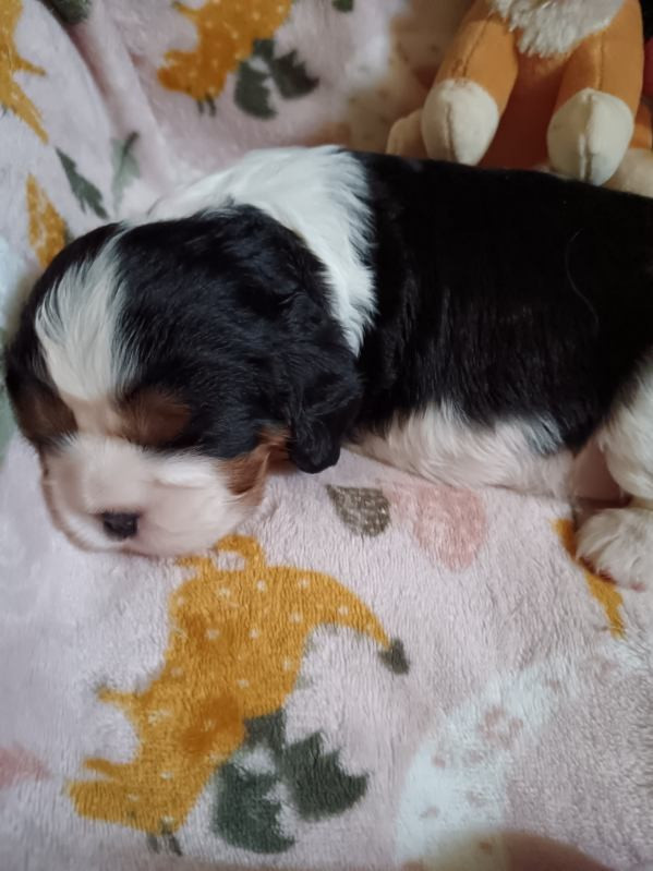 Kër Collies Breizh - Chiots disponibles - Cavalier King Charles Spaniel
