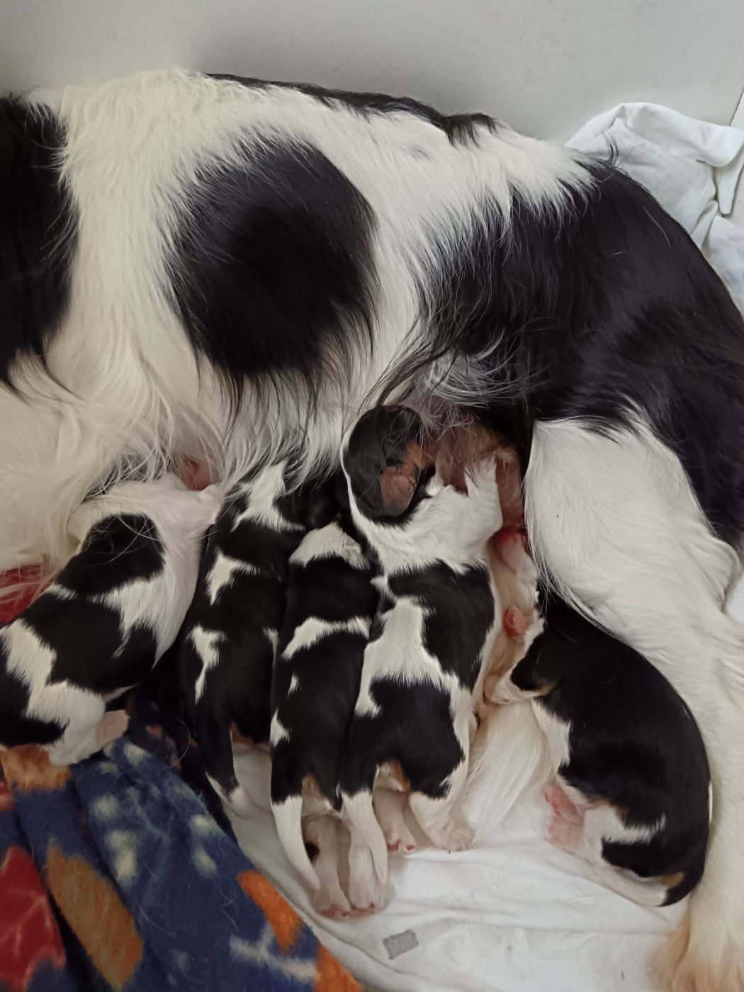 Chiot Cavalier King Charles Spaniel Kër Collies Breizh