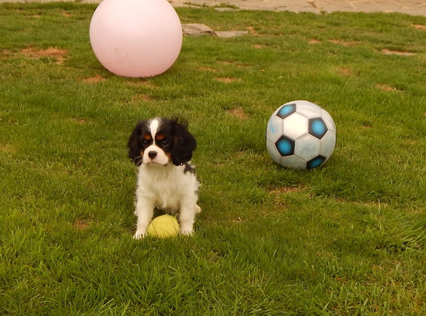 Kër Collies Breizh - Chiots disponibles - Cavalier King Charles Spaniel