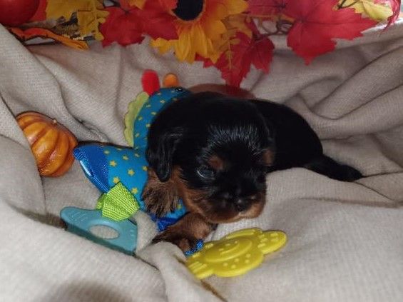 Kër Collies Breizh - Chiots disponibles - Cavalier King Charles Spaniel