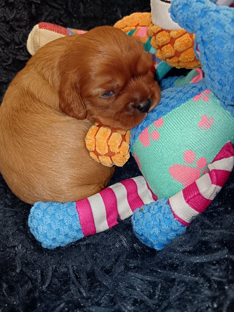 Kër Collies Breizh - Chiots disponibles - Cavalier King Charles Spaniel