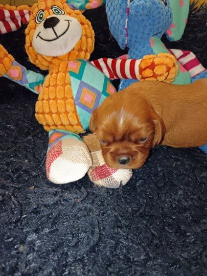 Kër Collies Breizh - Chiots disponibles - Cavalier King Charles Spaniel
