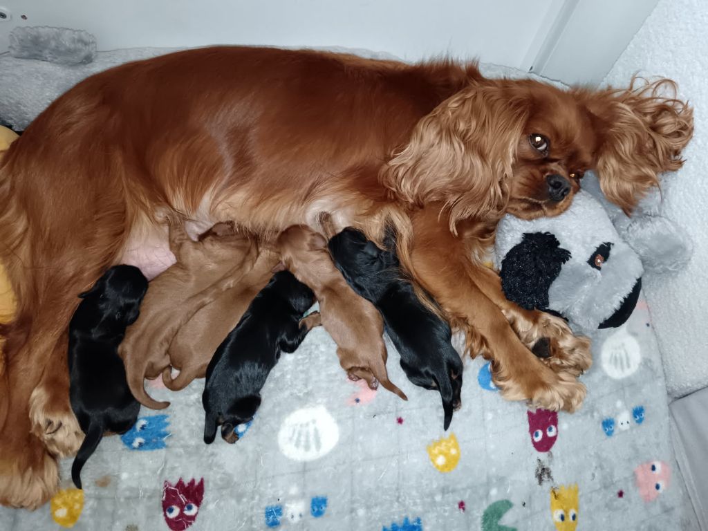Kër Collies Breizh - Cavalier King Charles Spaniel - Portée née le 25/09/2025