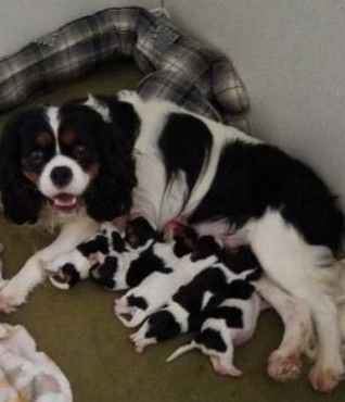 Kër Collies Breizh - Cavalier King Charles Spaniel - Portée née le 01/10/2025