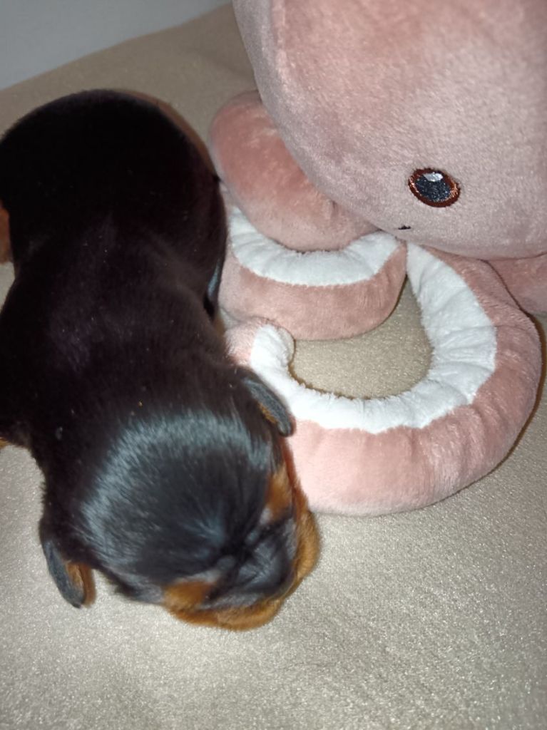 Kër Collies Breizh - Chiots disponibles - Cavalier King Charles Spaniel